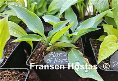 Hosta Place of Hope